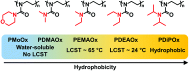 Graphical abstract: Poly(2-amino-2-oxazoline)s: a new class of thermoresponsive polymers