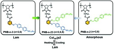 Graphical abstract: Synthesis and supramolecular liquid crystalline structure modulation of side-chain polynorbornenes with asymmetrical substituent mesogenic groups