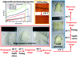 Graphical abstract: Exploring multiple functions of diarylsemipinacol linked to the saturated ethylene–propylene elastomer: from the dynamic covalent networks to tailoring its macroscopic performance