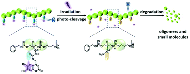 Graphical abstract: Synthesis and characterization of light-degradable bromocoumarin functionalized polycarbonates