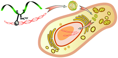 Graphical abstract: Design and synthesis of a polyguanidium vector with enhanced DNA binding ability for effective gene delivery at a low N/P ratio