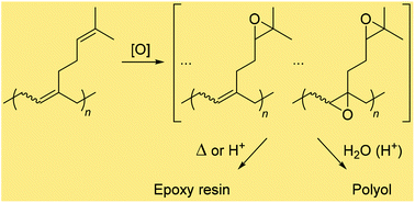 Graphical abstract: Epoxidized 1,4-polymyrcene