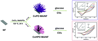 Graphical abstract: Controlled synthesis of flower-like cobalt phosphate microsheet arrays supported on Ni foam as a highly efficient 3D integrated anode for non-enzymatic glucose sensing