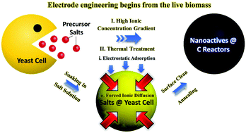 Graphical abstract: Electrode engineering starting from live biomass: a ‘smart’ way to construct smart pregnant hybrids for sustainable charge storage devices