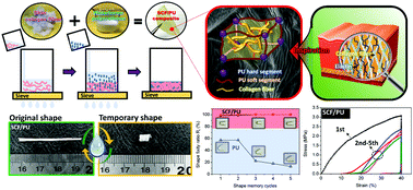 Graphical abstract: A skin inspired bio-smart composite with water responsive shape memory ability
