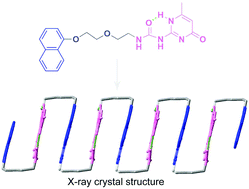 Graphical abstract: Biomimetic folding of small organic molecules driven by multiple non-covalent interactions