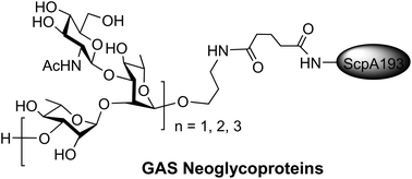 Graphical abstract: Synthesis and immunological studies of group A Streptococcus cell-wall oligosaccharide–streptococcal C5a peptidase conjugates as bivalent vaccines