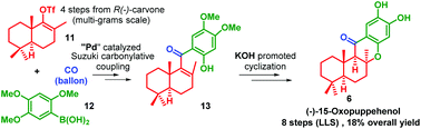Graphical abstract: Total syntheses of (−)-15-oxopuupehenol and (+)-puupehenone and formal syntheses of (−)-puupehenol and (+)-puupehedione