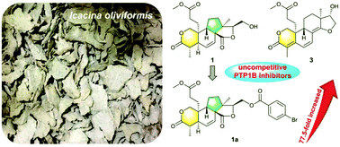 Graphical abstract: Modified diterpenoids from the tuber of Icacina oliviformis as protein tyrosine phosphatase 1B inhibitors