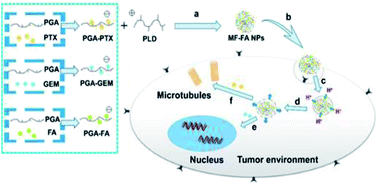 Graphical abstract: Co-delivery of paclitaxel and gemcitabine via a self-assembling nanoparticle for targeted treatment of breast cancer