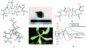 Graphical abstract: Xylopins A–F, six rare guaiane dimers with three different connecting modes from Xylopia vielana