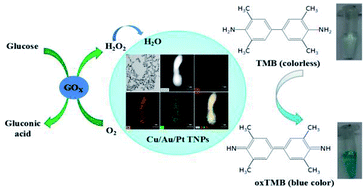 Graphical abstract: One-pot synthesized Cu/Au/Pt trimetallic nanoparticles as a novel enzyme mimic for biosensing applications