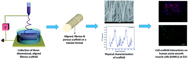 Graphical abstract: A facile method for fabricating a three-dimensional aligned fibrous scaffold for vascular application