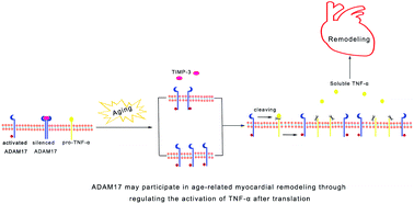 Graphical abstract: Potential role of a disintegrin and metalloproteinase-17 (ADAM17) in age-associated ventricular remodeling of rats