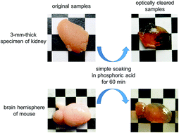 Graphical abstract: Rapid increase in transparency of biological organs by matching refractive index of medium to cell membrane using phosphoric acid
