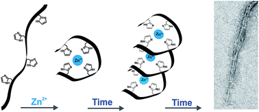 Graphical abstract: PrP (58–93) peptide from unstructured N-terminal domain of human prion protein forms amyloid-like fibrillar structures in the presence of Zn2+ ions