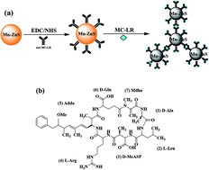 Graphical abstract: Phosphorescent immunosensor for simple and sensitive detection of microcystin-LR in water