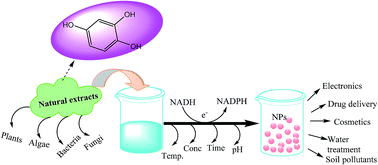 Graphical abstract: Metal nanoparticles fabricated by green chemistry using natural extracts: biosynthesis, mechanisms, and applications