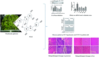 Graphical abstract: Procyanidin A2, an anti-diabetic condensed tannin extracted from Wendlandia glabrata, reduces elevated G-6-Pase and mRNA levels in diabetic mice and increases glucose uptake in CC1 hepatocytes and C1C12 myoblast cells