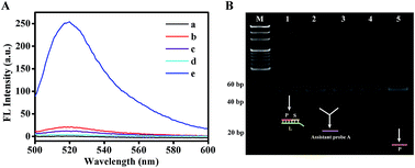 Graphical abstract: A smart fluorescent biosensor for the highly sensitive detection of BRCA1 based on a 3D DNA walker and ESDR cascade amplification