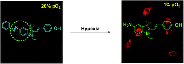 Graphical abstract: Novel designed azo substituted semi-cyanine fluorescent probe for cytochrome P450 reductase detection and hypoxia imaging in cancer cells