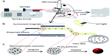 Graphical abstract: Magneto-thermochromic coupling Janus sphere for dual response display