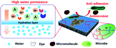 Graphical abstract: Sulfaguanidine nanofiltration active layer towards anti-adhesive and antimicrobial attributes for desalination and dye removal