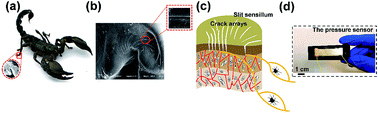 Graphical abstract: Flexible and highly sensitive pressure sensors based on microcrack arrays inspired by scorpions