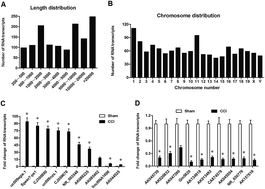 Graphical abstract: Retracted Article: Gm5820, an antisense RNA of FGF1, suppresses FGF1 expression at the posttranscriptional level to inactivate the ERK/STAT3 pathway and alleviates neuropathic pain in mice