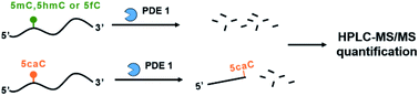 Graphical abstract: 5-Carboxylcytosine is resistant towards phosphodiesterase I digestion: implications for epigenetic modification quantification by mass spectrometry