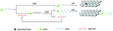Graphical abstract: Signal amplification method for miR-205 assay through combining graphene oxide with duplex-specific nuclease