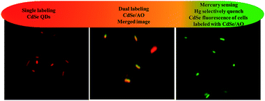 Graphical abstract: Water soluble cadmium selenide quantum dots for ultrasensitive detection of organic, inorganic and elemental mercury in biological fluids and live cells