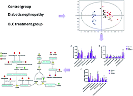 Graphical abstract: Effects of Bailing capsule on diabetic nephropathy based on UPLC-MS urine metabolomics
