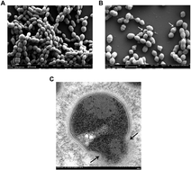 Graphical abstract: Comparison of the structure and function of a chimeric peptide modified titanium surface