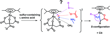 Graphical abstract: Mechanistic study on substitution reaction of a citrato(p-cymene)Ru(ii) complex with sulfur-containing amino acids