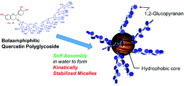 Graphical abstract: Bolaamphiphilic properties and pH-dependent micellization of quercetin polyglycoside