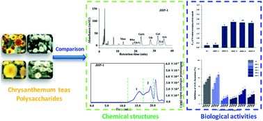 Graphical abstract: Structural characterization, antioxidant activity, and antiglycation activity of polysaccharides from different chrysanthemum teas