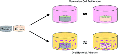 Graphical abstract: Biological characterization of surface-treated dental implant materials in contact with mammalian host and bacterial cells: titanium versus zirconia