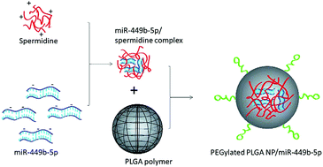 Graphical abstract: The exogenous delivery of microRNA-449b-5p using spermidine-PLGA nanoparticles efficiently decreases hepatic injury