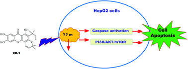 Graphical abstract: Retracted Article: Synthesis of xanthone derivatives and anti-hepatocellular carcinoma potency evaluation: induced apoptosis