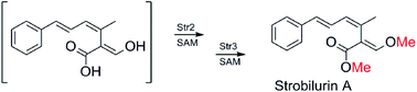 Graphical abstract: O-Methylation steps during strobilurin and bolineol biosynthesis