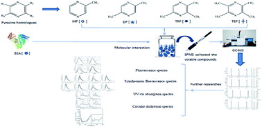 Graphical abstract: Effect of alkyl distribution in pyrazine on pyrazine flavor release in bovine serum albumin solution