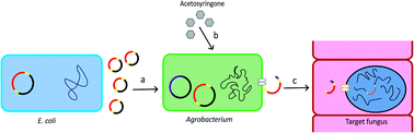 Graphical abstract: Advances in targeting and heterologous expression of genes involved in the synthesis of fungal secondary metabolites
