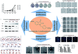 Graphical abstract: 5-Acetamido-1-(methoxybenzyl) isatin inhibits tumor cell proliferation, migration, and angiogenesis