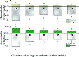 Graphical abstract: Inhibition of Cd accumulation in grains of wheat and rice under rotation mode using composite silicate amendment