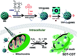 Graphical abstract: Ultrasound-induced reactive oxygen species generation and mitochondria-specific damage by sonodynamic agent/metal ion-doped mesoporous silica