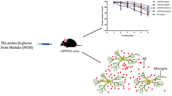 Graphical abstract: A Maitake (Grifola frondosa) polysaccharide ameliorates Alzheimer's disease-like pathology and cognitive impairments by enhancing microglial amyloid-β clearance