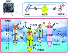 Graphical abstract: Ternary dual Z-scheme graphitic carbon nitride/ultrathin metal–organic framework nanosheet/Ag3PO4 photocatalysts for boosted photocatalytic performance under visible light
