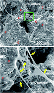Graphical abstract: Human periodontal ligament stem cells on calcium phosphate scaffold delivering platelet lysate to enhance bone regeneration