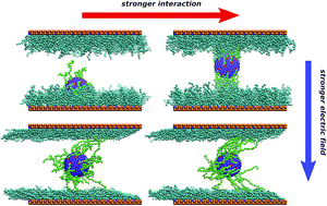 Graphical abstract: Transport of polymer-modified nanoparticles in nanochannels coated with polymers